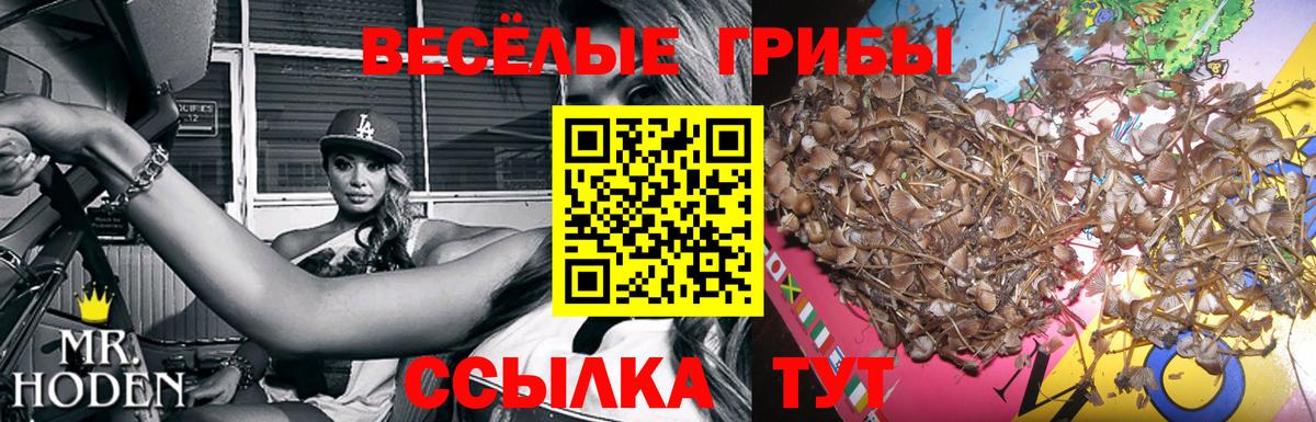 где купить наркоту  Галлюциногенные грибы GOLDEN TEACHER  Галлюциногенные грибы ЛСД  Вход с VPN  Горно-Алтайск 